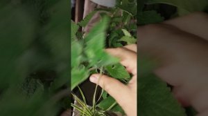 Ещё немного новинок с местного рынка! Вейник, монарда, мелисса, лаванда широколистная!