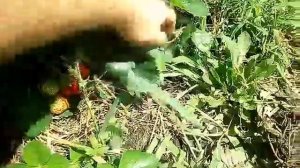 Земляника (клубника), сорт Соловушка.