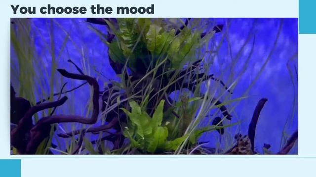 LED Aquarium Lighting | Choose Your Mood | Waterlife Aquarium