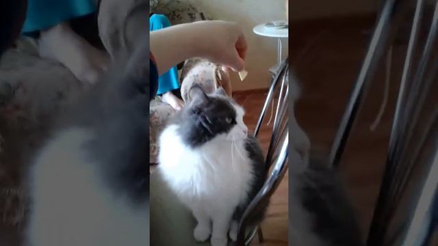 Кот ест чипсы. смотреть онлайн