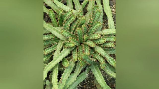 Euphorbia Cactus смотреть онлайн