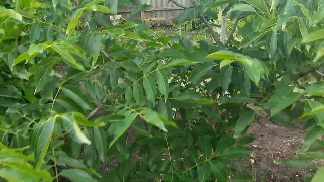 На дворе Лето 2021,чем нас балует ?!.Не большой урожай Абрикоса,Вишни,Шолковици,Смородини. #лето смотреть онлайн