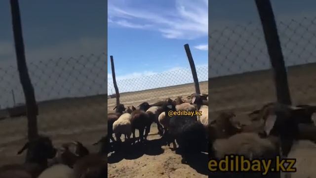 Эдильбаевские ягнята на продажу