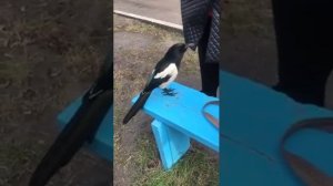 Говорящая сорока