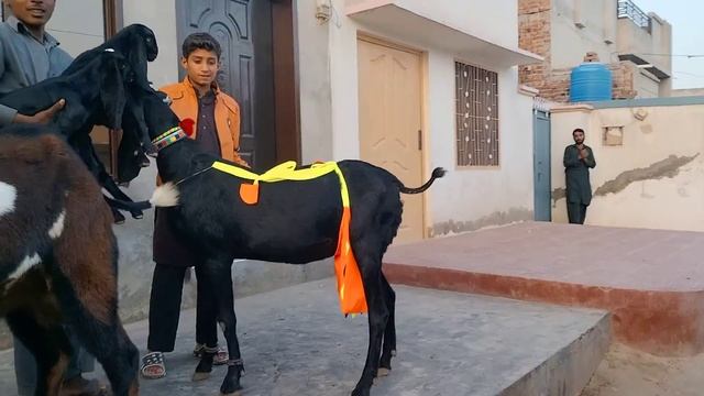 alif Arman goat farm ka Gola03157356101 смотреть онлайн