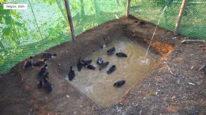 Дорис 11. Дорис ухаживает за огородом и строит голубятню.