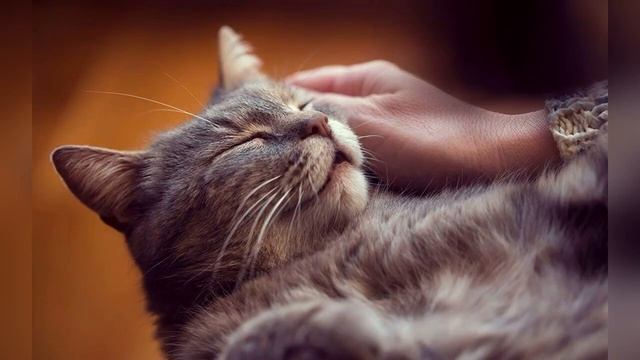 🐈 Кошка МУРЛЫКАЕТ МУРЧАНИЕ. РАССЛАБЛЕНИЕ И ЛАСКА 🐈