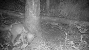 Голодный лисенок-игрок и драматичный конец маленького грызуна