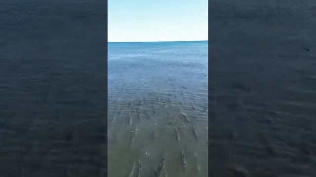Каспий, сазан заходит на Урал на нересть