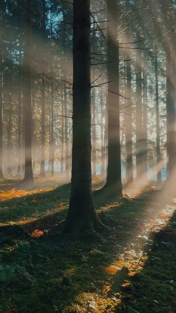 Forest смотреть онлайн