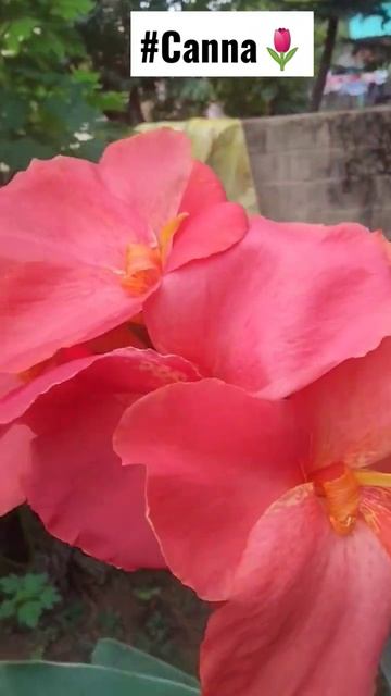 Do you Ever seen like this Wonderful Colour Canna Plants??Then Comment.....🌷🌷💗💗☘️ #shorts #trending смотреть онлайн