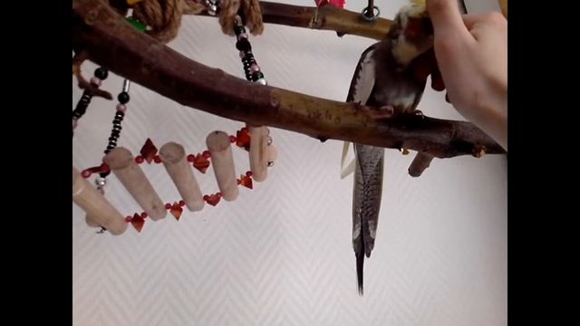 Ласковый попугай корелла (gentle Cockatiel) смотреть онлайн