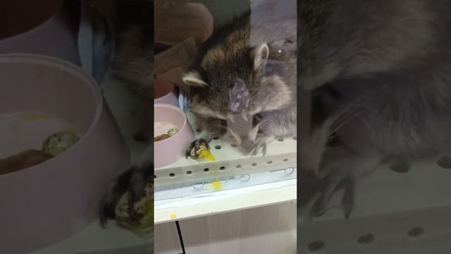 Жуженьке лучше помощьбездомнымживотным ямыилюша анапа енотилюша