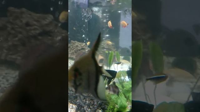 Метание икры.mp4 смотреть онлайн