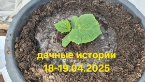 Дачные истории 18-19.04.2025. Рассадила томаты в теплицу. Рассадила цветы, базилик и тп