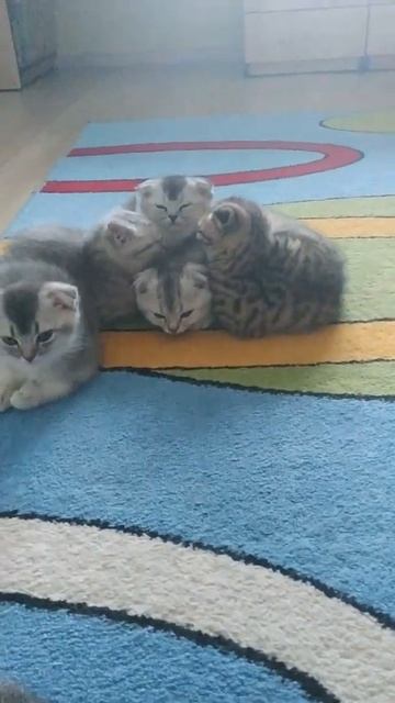 Фифа киса и котята 🐈😹 смешные животные 😻🤗 Fifa kisa & kittens #Shorts смотреть онлайн