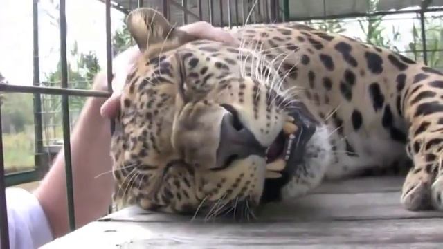 Леопард мурлыкает. Прикольно. смотреть онлайн