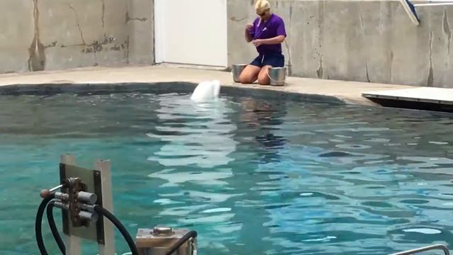 Tristan’s beluga tour 6-22-2019 смотреть онлайн