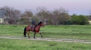 19-04-2025 мерин 8 лет