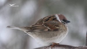 Инклюзивное творчество, День птиц и "Забота о СВОих". Неограниченные возможности