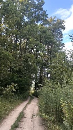 По дороге в лесу