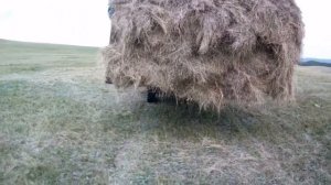 Везём сено домой. Испытание новой сеновозки.