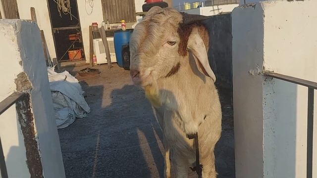 pagal zeerapuri malva 2 dant 45 se 50 kg full pink bakra for sale chanel ko like and subscribe kren смотреть онлайн