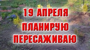 19 апреля. Планирую, пересаживаю