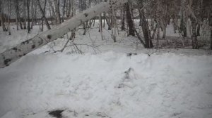 Лесозаготовка - Декабрь 2023. Трелевочная лебедка Taifun в работе.