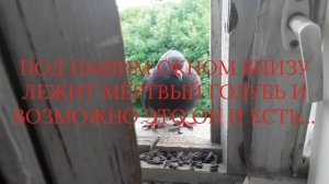 ГОЛУБЬ РАЗРУШИЛ КВАРТИРУ,НЕВЕРОЯТНО ВЫЛЕТЕЛ И ВОЗМОЖНО УПАЛ С ОКНА!