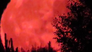 Полнолуние в лесу,с диким зверем.