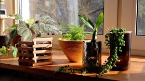 DIY кашпо для растений | 4 варианта кашпо своими руками