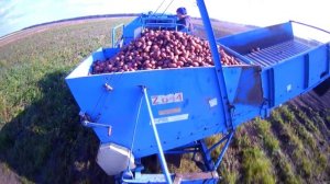 РАБОТАЕМ С ЖЕНОЙ ВДВОЁМ. ПЕРЕВОЗКА КАРТОФЕЛЯ С ПОЛЯ НА СКЛАД.