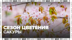Сезон цветения сакуры стартовал в "Аптекарском огороде" - Москва 24