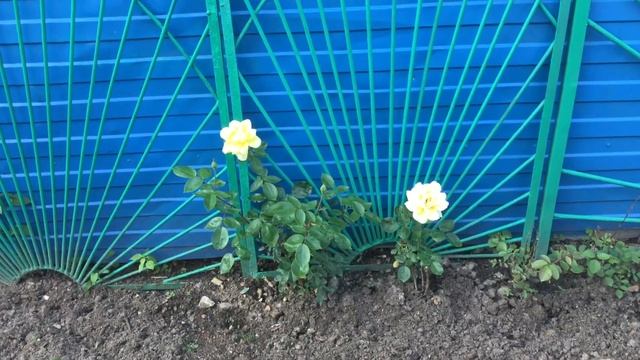 Мое 14.0620. Яркие краски июня