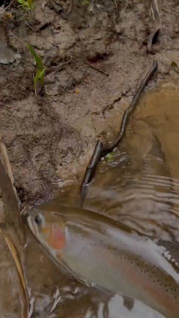 Nymphing for giant rainbow trout in the greatest free flowing spring creek in the world смотреть онлайн