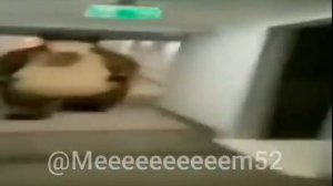 Широкий медведь бежит за человеком под Музыку