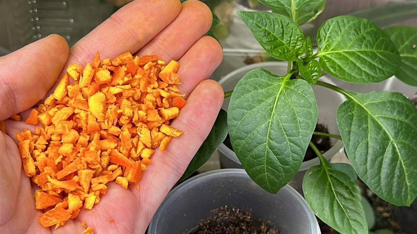ШОК! Обычный продукт, который превращает рассаду в богатырскую!