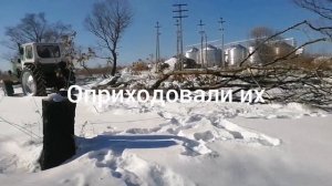 Трактором ЮМЗ-6 тащим деревья по снегу