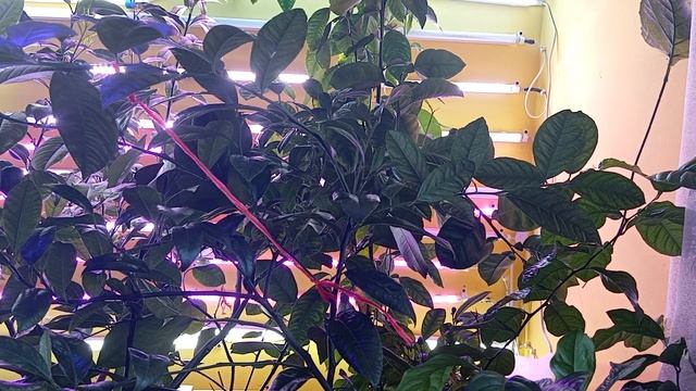Большое проклятье над родами Шакалов
