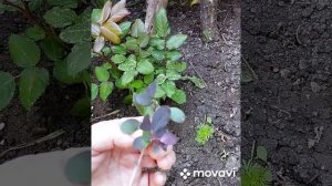 Черенкование кустарников  барбариса.