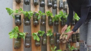 Выращивание белой редьки на вертикальных грядках