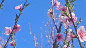 Весна 2025 год.