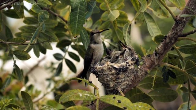 Kolibri dokumenter ( hummingbird ) burung kecil yang bisa terbang mundur смотреть онлайн