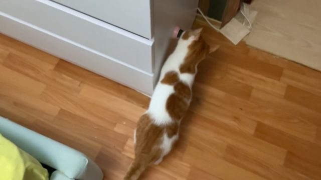 Котики Понравился мятный шарик Дралка для ковриков очень хорошо работает! смотреть онлайн