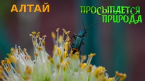 Алтай. Природа просыпается. Весенние зарисовки