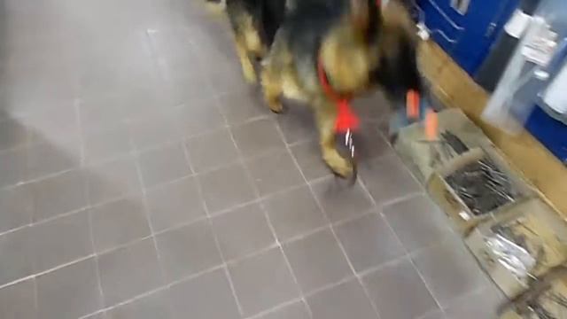 Немецкие овчарки Кривой Рог: Фея и магазин хозтоваров смотреть онлайн