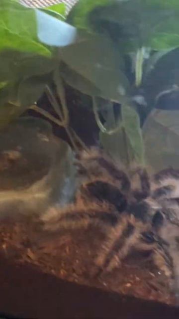 Tliltocatl albopilosus