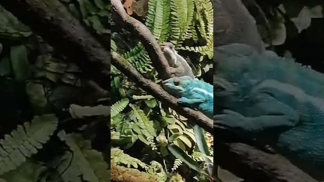 ИЗ ПЕНЗЫ В САНКТ-ПЕТЕРБУРГ ОКЕАНАРИУМ 1 СЕРИЯ