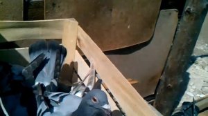 Спортивные голуби. Собираю голубей на дистанцию